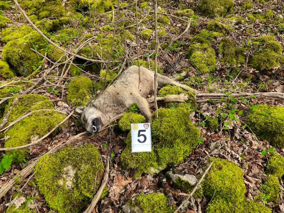 The national park published pictures of the poisoned wolves.