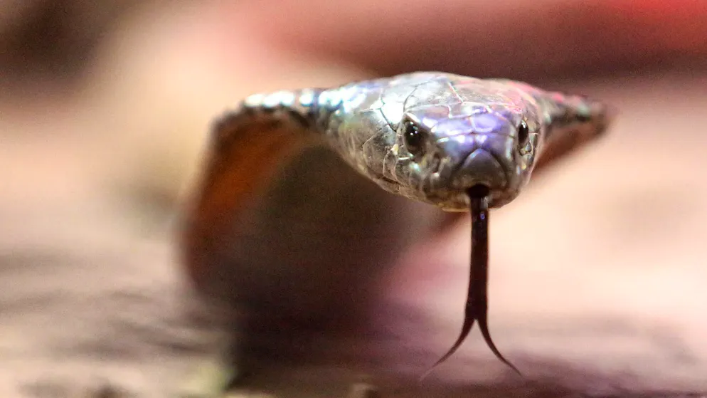 German vacation guest dies during snake charm in hotel | blue News