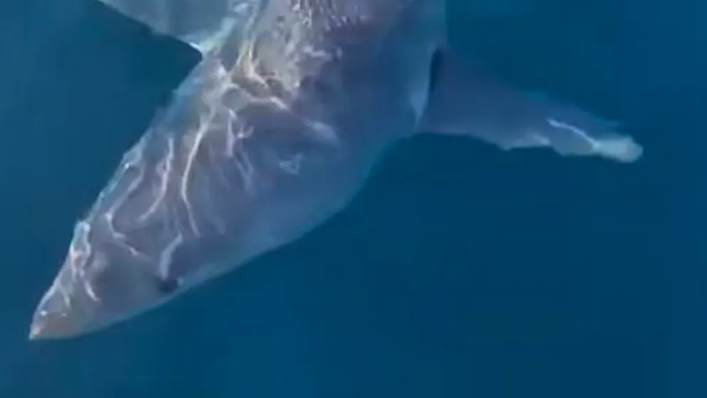 Ecco il video. Paura in mare in Salento, uno squalo attacca una barca di pescatori