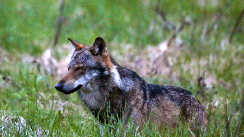 Un loup pourra être tiré durant les 60 prochains jours dans la région de Visperterminen (photo d'illustration).