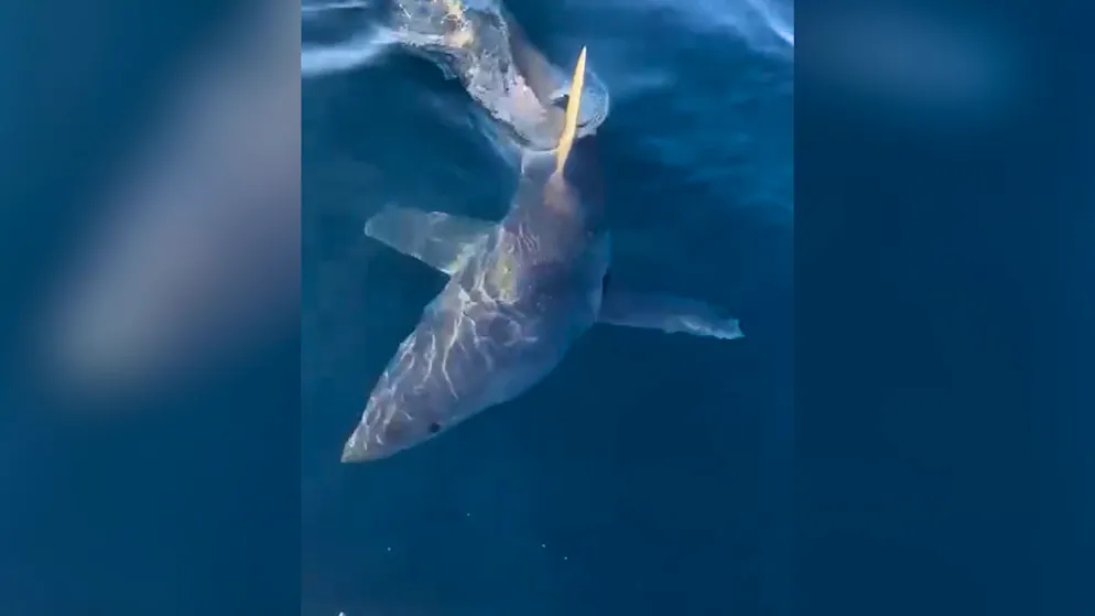 Schreckmoment vor Italiens Küste. Verletzter Hai rammt Fischerboot mit voller Wucht