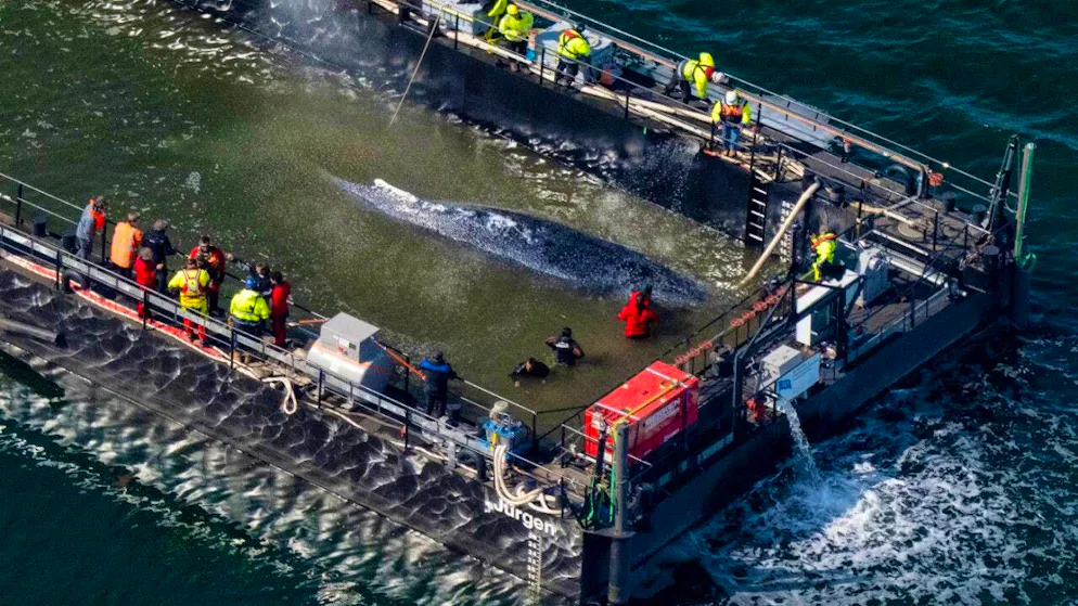 dpatopbilder - The humpback whale stranded in the Baltic Sea has arrived in the barge intended for its transportation. Photo: Stefan Sauer/dpa