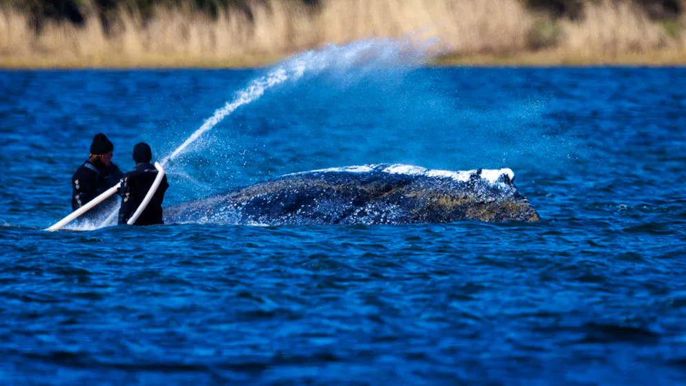 Baleine échouée. Les sauveteurs tentent un dernier coup de poker pour «Timmy»