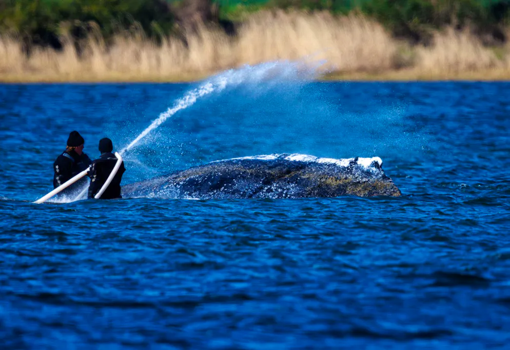 KEYPIX - 21 avril 2026, Mecklembourg-Poméranie occidentale, Kirchdorf (Poel) : des sauveteurs interviennent directement auprès de la baleine à bosse au large de l'île de Poel et aspergent l'animal d'eau. La baleine se trouve au même endroit que la veille. En raison de la baisse du niveau de l'eau, l'animal émerge davantage et son poids exerce une pression plus forte sur ses organes internes. (KEYSTONE/DPA/Jens Büttner)Traduit avec DeepL.com (version gratuite)