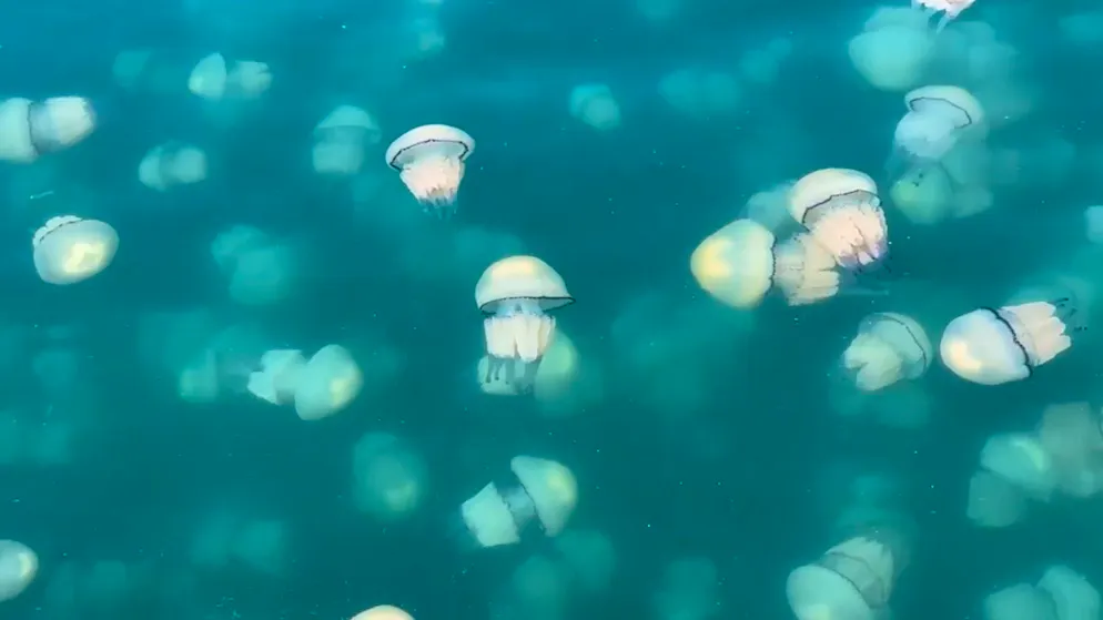 Natural spectacle in Trieste. Jellyfish invasion causes astonishment off the Italian coast