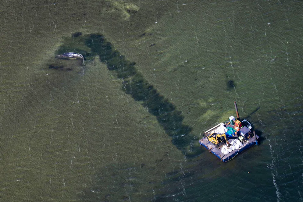 KEYPIX - 25 avril 2026, Mecklembourg-Poméranie occidentale, Poel : un chenal mène la baleine vers des eaux plus profondes (photo prise depuis un avion). La baleine à bosse échouée il y a environ trois semaines près de Wismar est toujours bloquée dans les eaux peu profondes. Une initiative privée tente depuis plusieurs jours de sauver l'animal. (KEYSTONE/DPA/Philip Dulian)