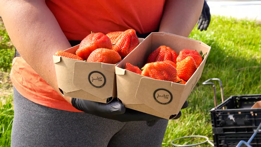 Genuss oder Gugus?. Schweizer Erdbeeren gibt's jetzt schon im April