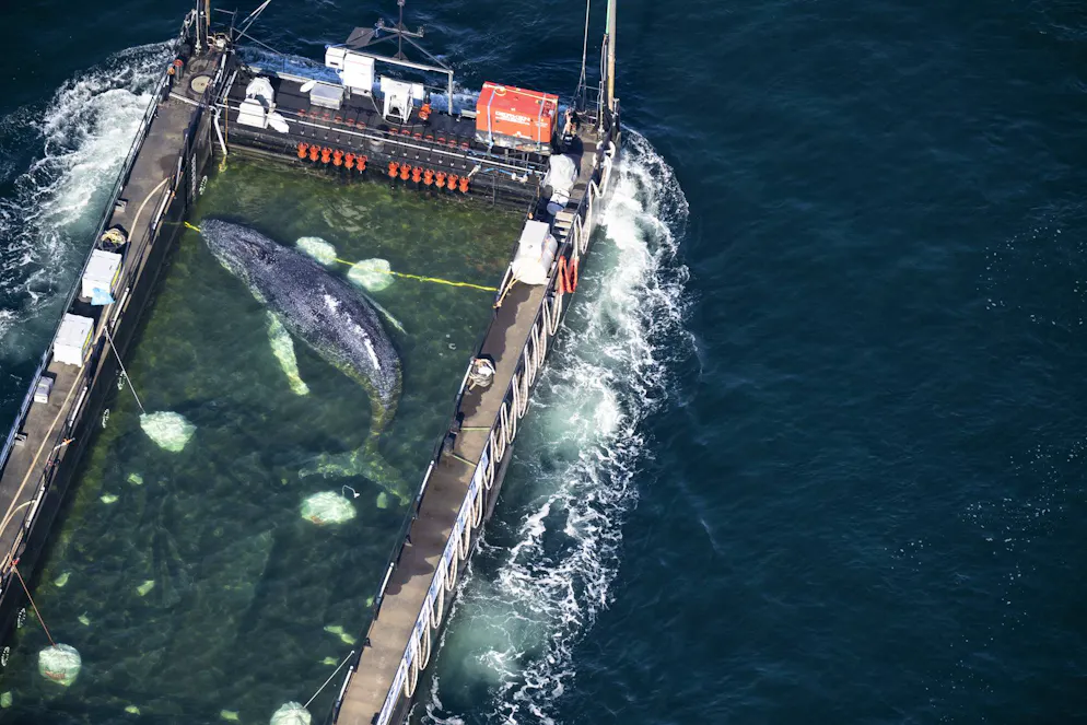 Der Wal liegt in einem gefluteten Lastschiff und wird damit in Richtung Nordsee transportiert.