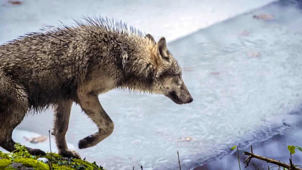 The National Council calls for more wolf culls. (The archive photo shows a wolf in the Langenberg Wilderness Park in the canton of Zurich)