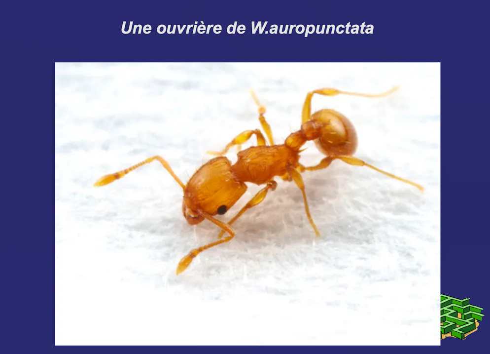 L'ouvrière mesure 1,5 mm.
