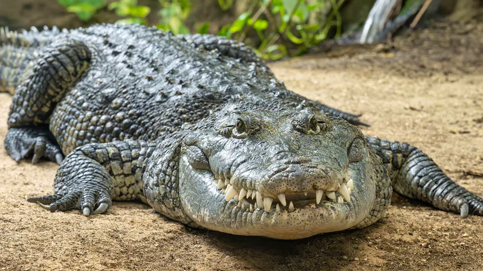 Reptilien-Umzug mit Happy End. Das Schrebergarten-Krokodil hat im Zoo jetzt eine Partnerin