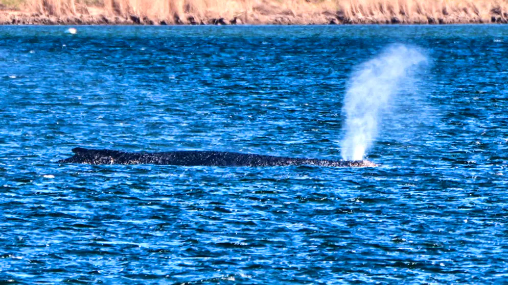 La baleine est libre. Après son remorquage, Timmy a regagné le large !