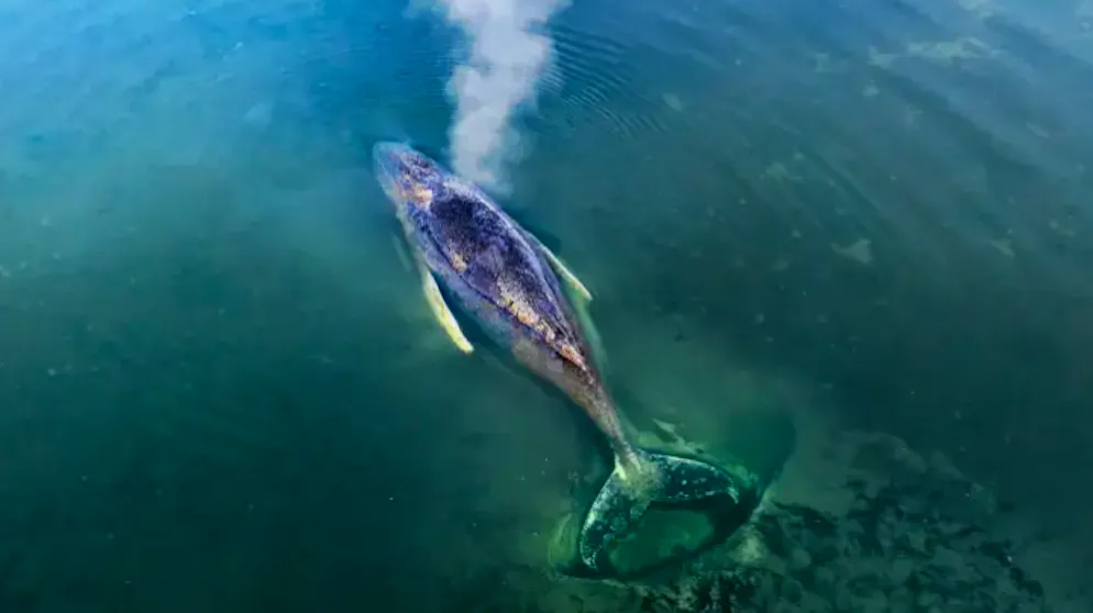 9 observations on the German drama. Timmy, a rescue tale: What's left of the whale hoopla?