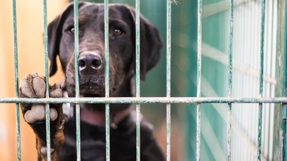 Die Veterinärämter der Kantone überprüfen regelmässig die Haltungsbedingungen von Tieren in der Schweiz. (Symbolbild)