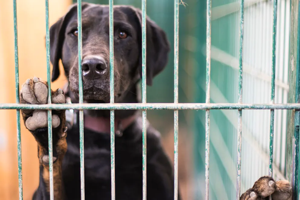bluewin.ch - Animal welfare inspection on farm escalates - neighbor pushes officer against wall