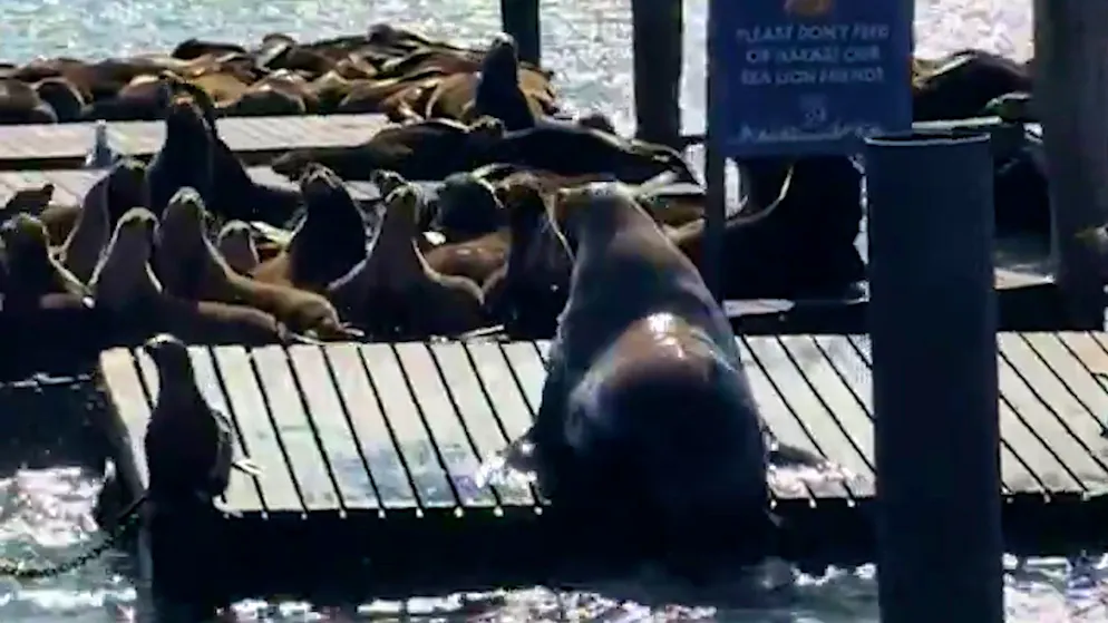 900-Kilo-Seelöwe geht viral. Dieser Koloss ist die neuste Attraktion in San Francisco