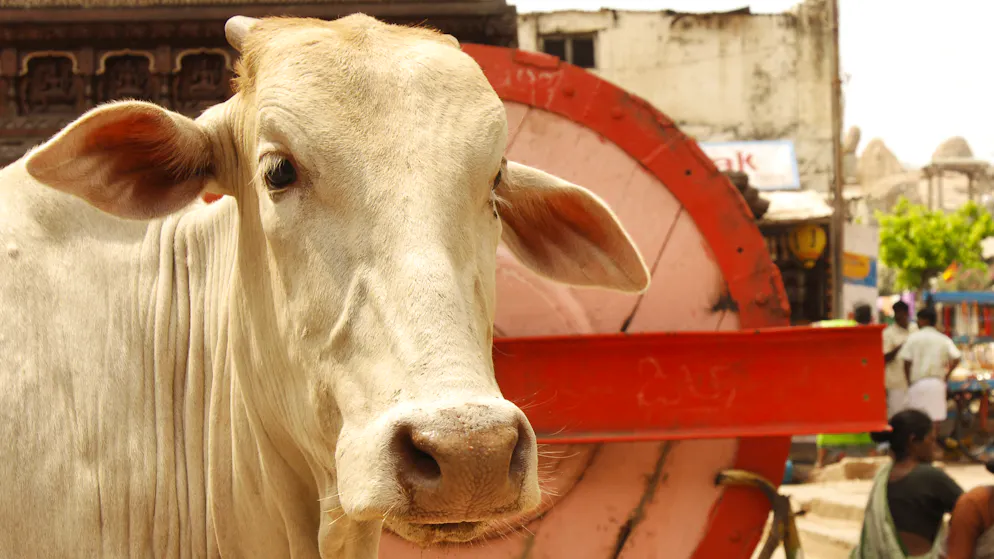 La vache est un animal vénéré en Inde.