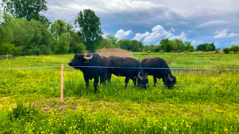 The three water buffaloes have been in Ronfeld since Saturday for a six-week test phase.