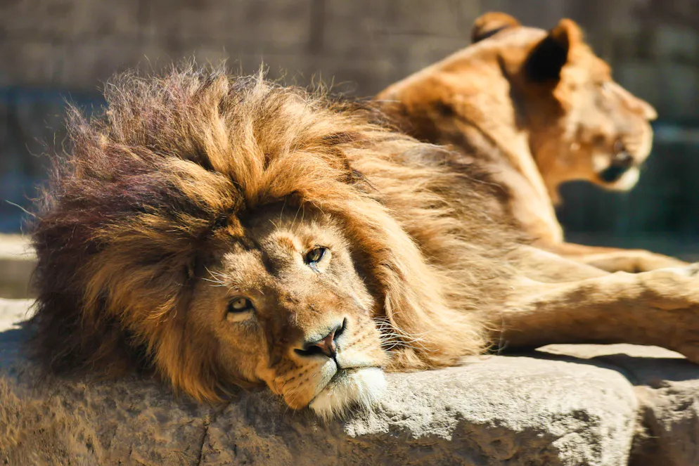 The lions seemed "hungry" to the zoo visitor.