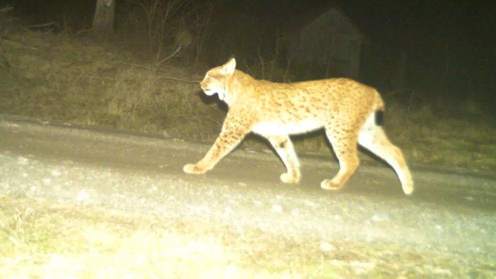 Recovered in the wild. Missing Swiss lynx Vreni reappears - together with her offspring