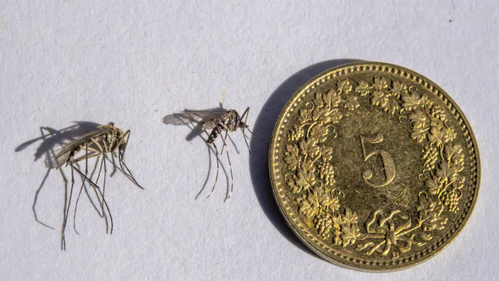 Le moustique tigre est de très petite taille (plus petit qu’une pièce de 5 centimes) et caractérisé par des pattes zébrées noir et blanc et par une ligne blanche sur le thorax (archives).