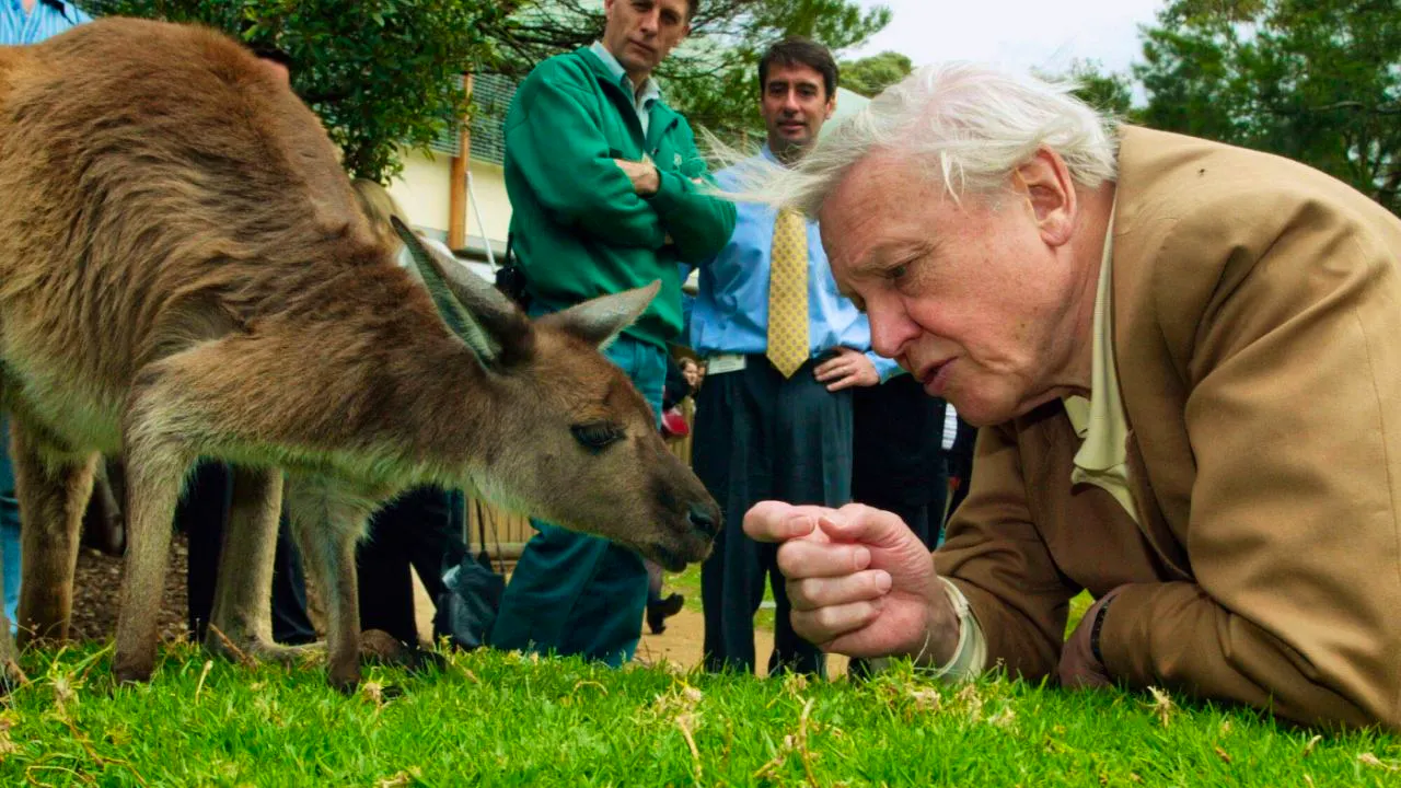 Cento anni. Sir David Attenborough compie 100 anni, «commosso dagli auguri»