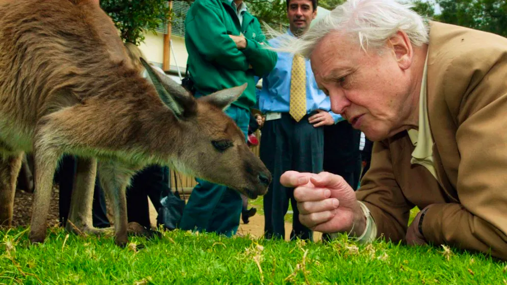 Un concerto in suo onore. Sir David Attenborough compie 100 anni, con gli auguri di re Carlo e il principe William