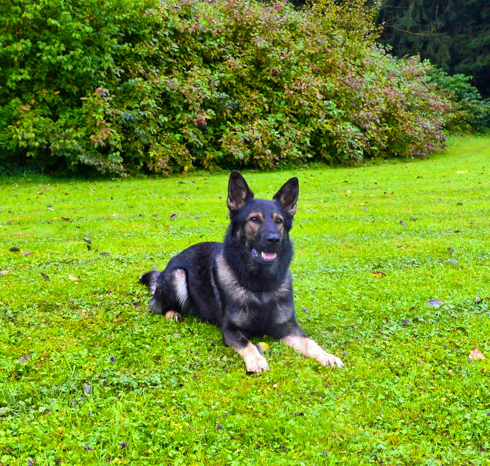 Service dog Wasco led the Lucerne police to success. 