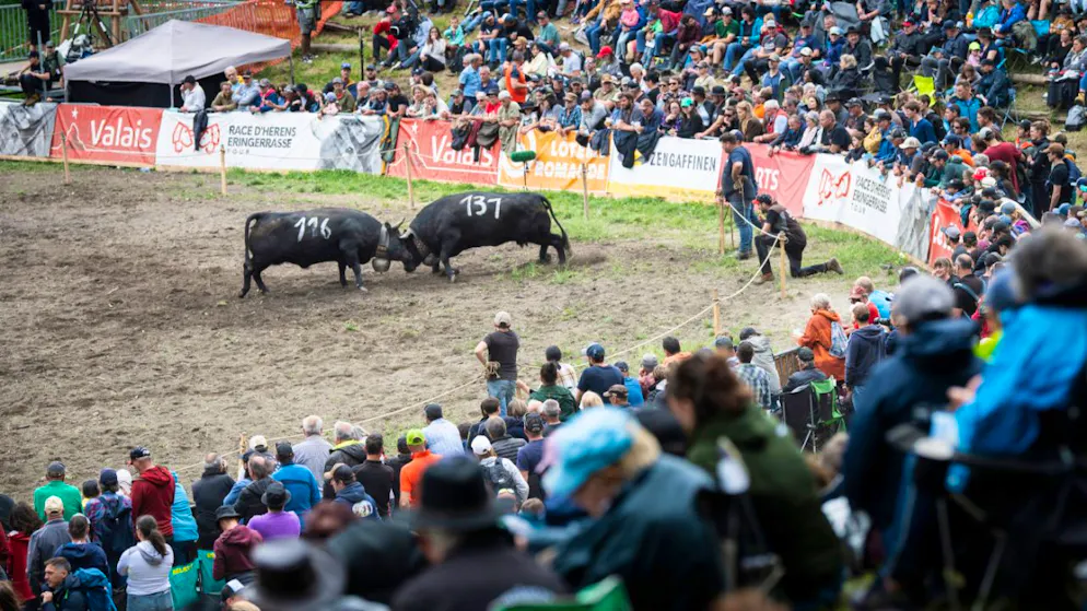 Favoritin «Canaille» gewinnt Finale der Eringerkuh-Kämpfe – Gallery. Zahlreiche Zuschauerinnen und Zuschauer verfolgten die Kuhkämpfe.