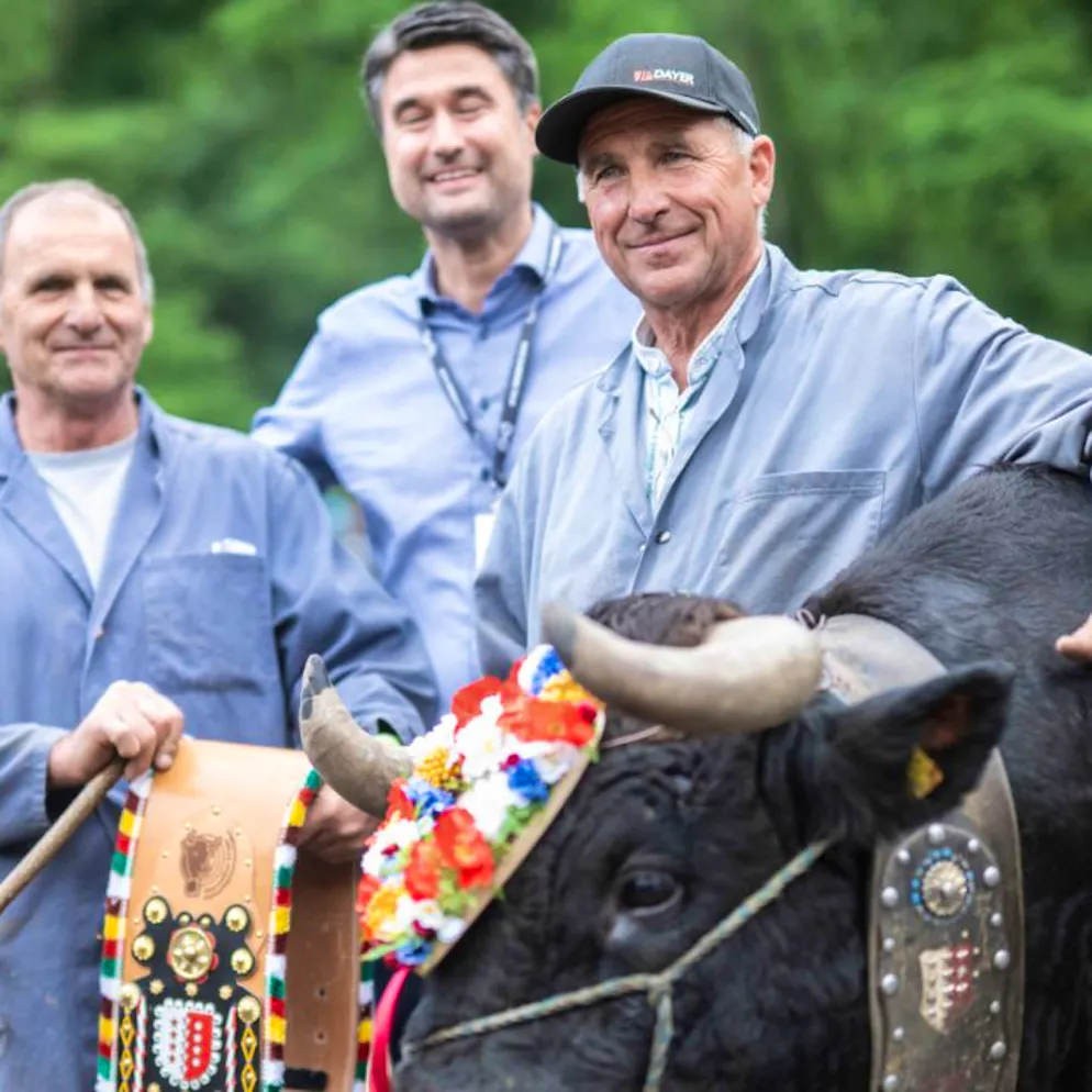 Finale nationale. La favorite Canaille sacrée reine des reines des vaches d'Hérens