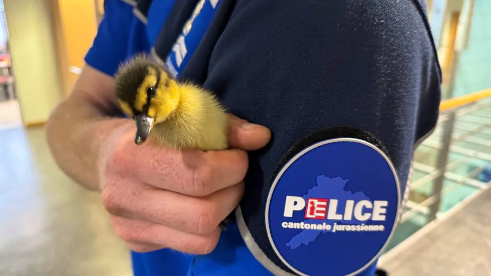 Jura. Opération de sauvetage insolite sur l'A16 pour la police jurassienne
