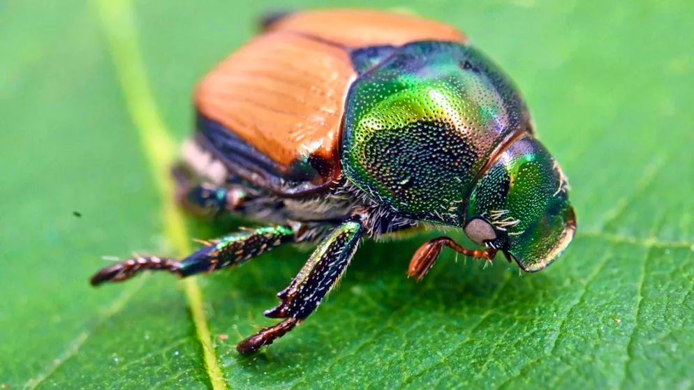Adult beetles are about the size of a coffee bean, with a metallic green shimmering head and neck shield and copper-brown coverts. Five small, white tufts of hair can be seen on each side of the abdomen. There are two larger tufts of hair on the rump. (archive picture)