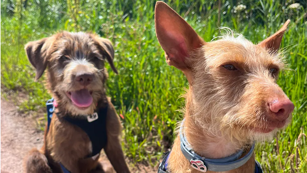 Ein wildes Hundduo: Tofu (links) und Phoebe.