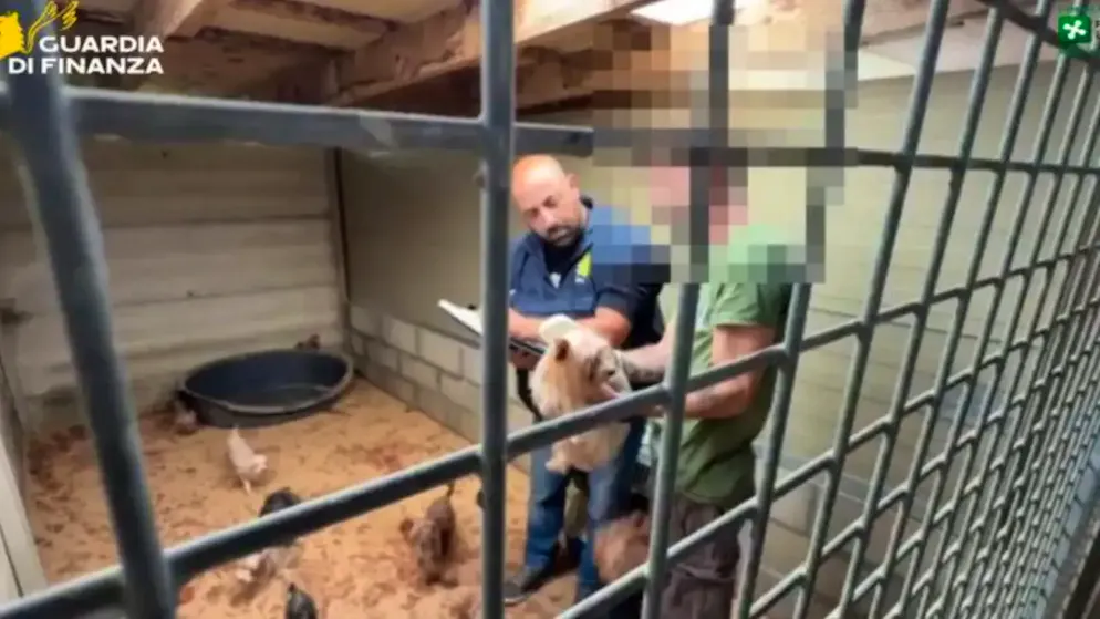 Dal confine. Blitz in un allevamento abusivo, sequestrati 40 cani che vivevano tra la sporcizia e con malattie