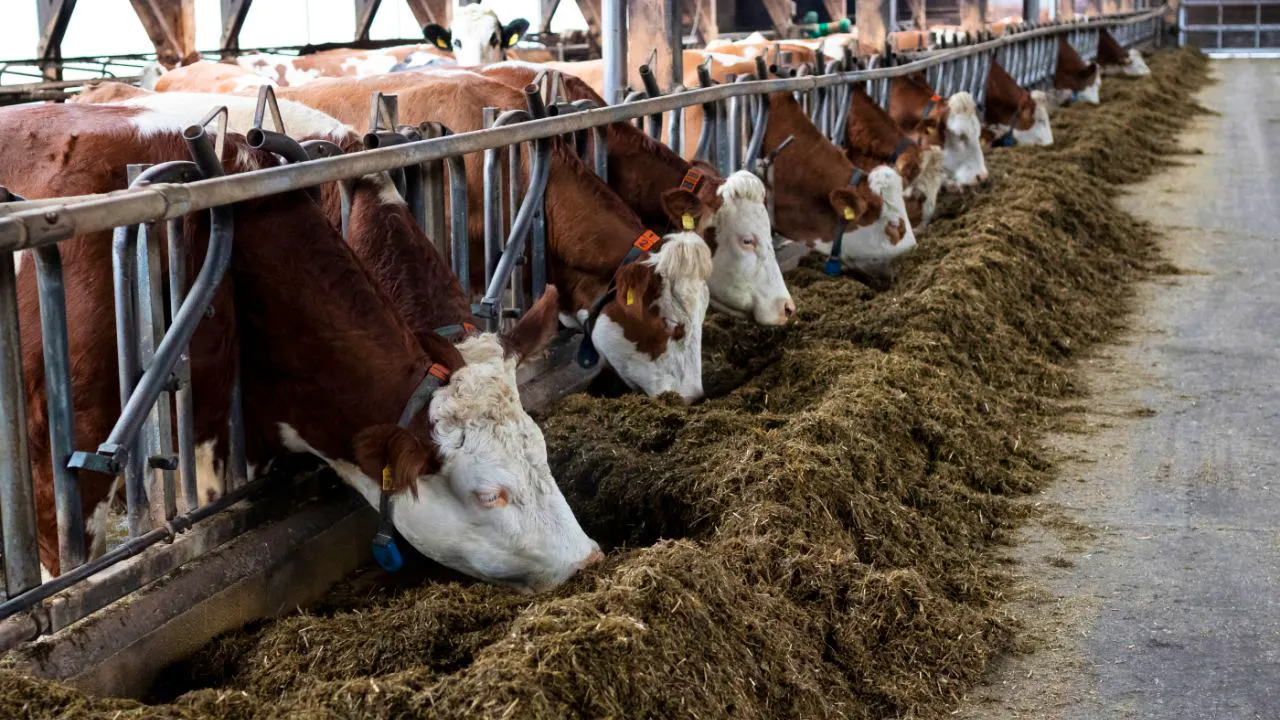 Agriculture. Le nombre de vaches laitières et de porcs a baissé en Suisse