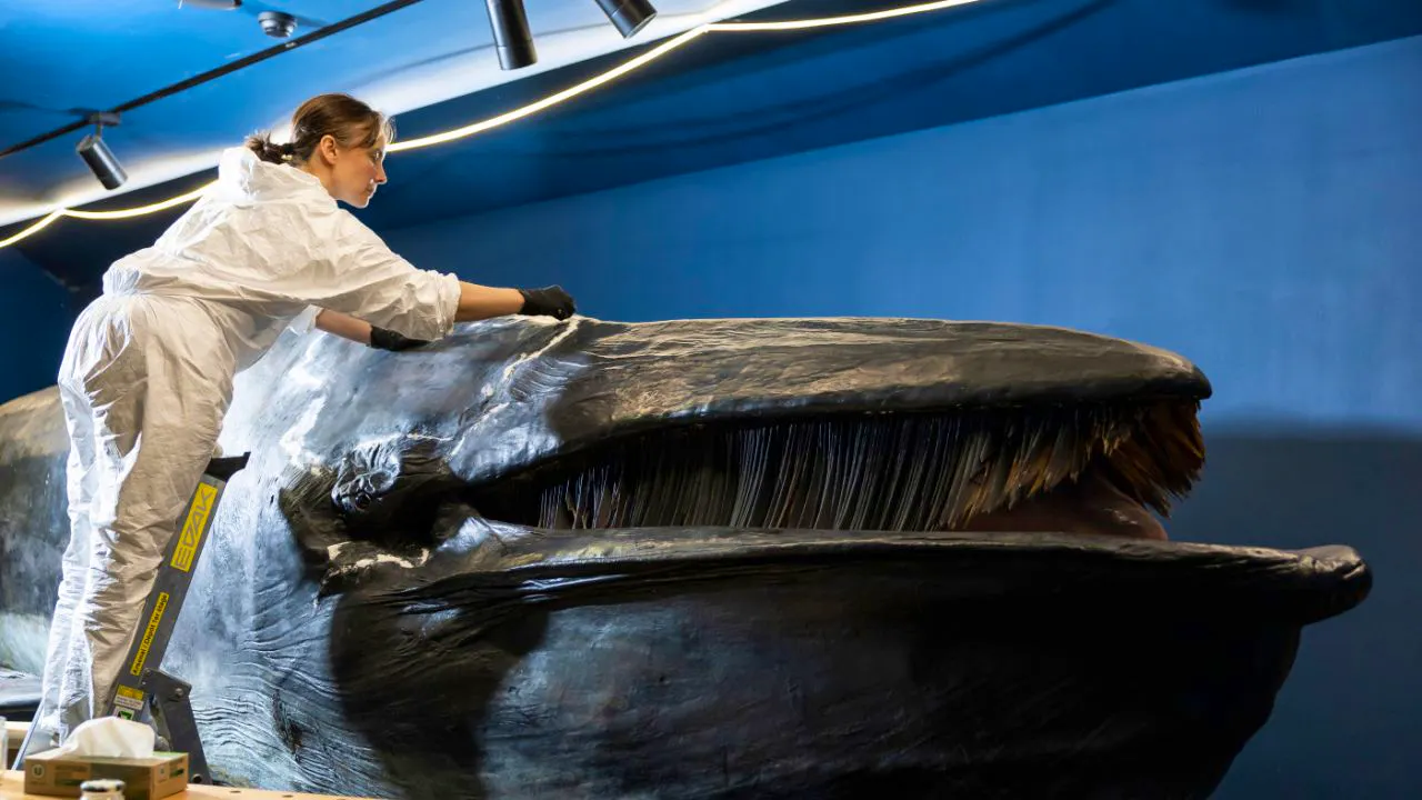 Museums. A whale parade takes place in Freiburg at the end of August