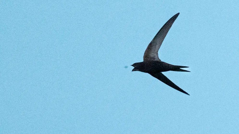 Jährliche Aktion. Spatz bleibt Nummer eins bei Schweizer Vogelzählung