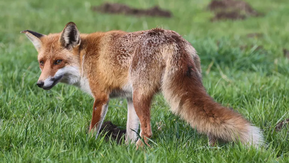 Ungewöhnlicher Fall in Meilen ZH. Zürcher befreit verletzten Fuchs – und muss wegen Tierquälerei vor Gericht
