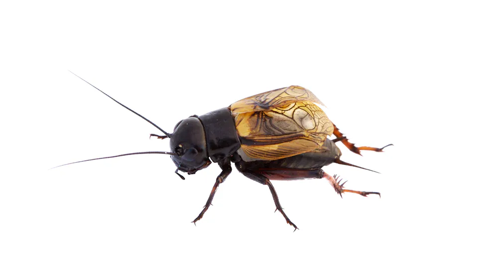 «Expérience désagréable». Cet insecte est susceptible de ressentir la douleur