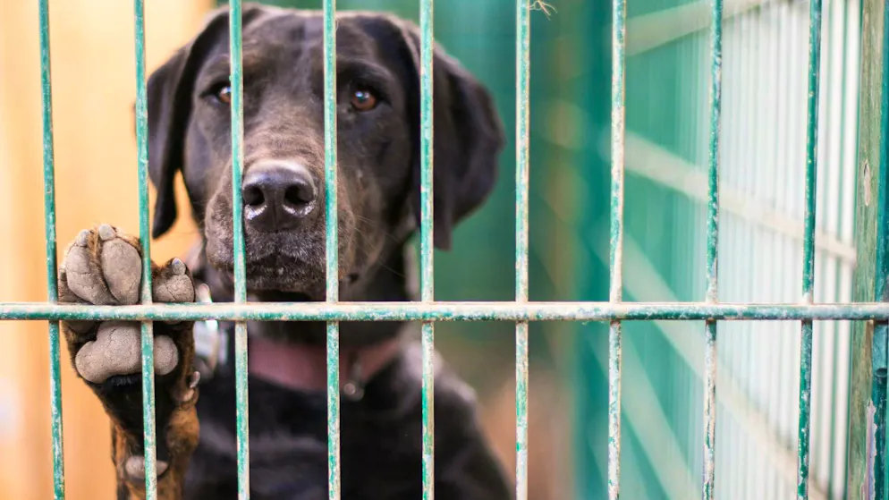 The cantonal veterinary offices regularly inspect the conditions in which animals are kept in Switzerland. (symbolic image)