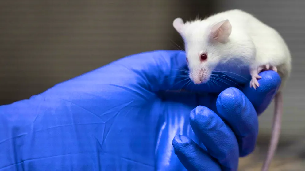 Zurich researchers have successfully treated hereditary epilepsy in mice. (symbolic image)