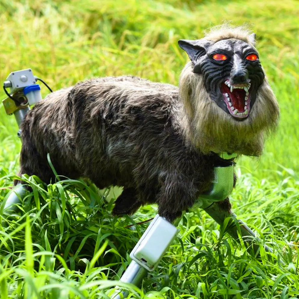 Rekord an fatalen Attacken. Roboter im Wolfspelz schrecken in Japan Bären ab