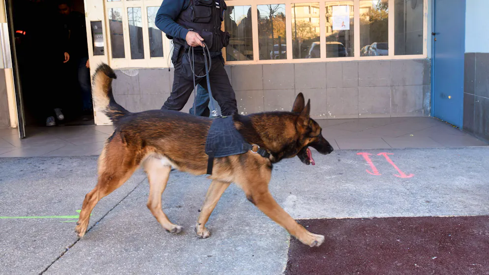 Chiens renifleurs sur la Croisette. «Les cocktails et la cocaïne sont aussi anciens que le festival» : Cannes sous haute surveillance