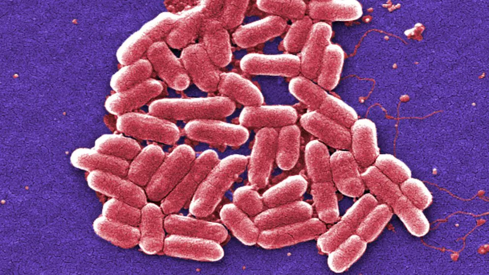 Lo studio. I batteri diventano fabbriche per creme solari ispirate ai pesci, ecco come