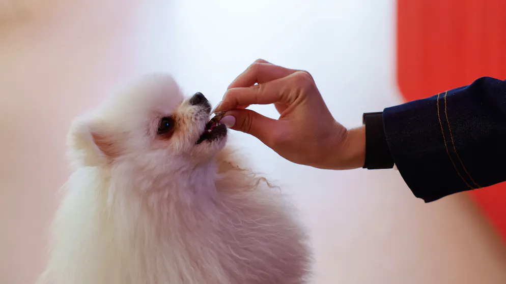 Toutouccino et macarons. Le bar à chiens, nouvelle niche du chic parisien