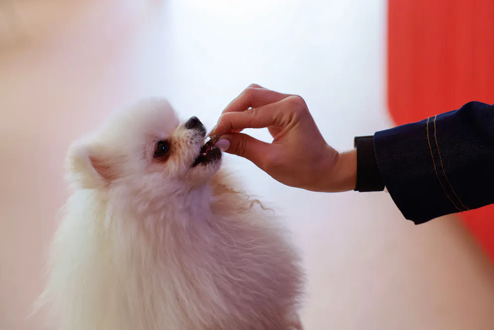Cette boulangerie est l'un des nombreux établissements dédiés aux chiens qui fleurissent à Paris, où vivent quelque 100’000 canidés.