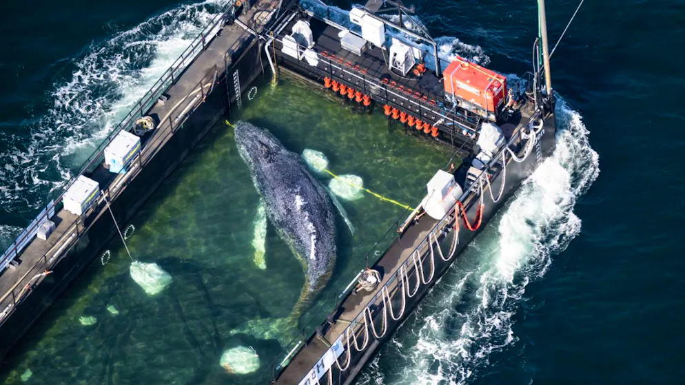 Al largo di Anholt. Avvistata una balena morta in Danimarca, potrebbe essere la megattera Timmy
