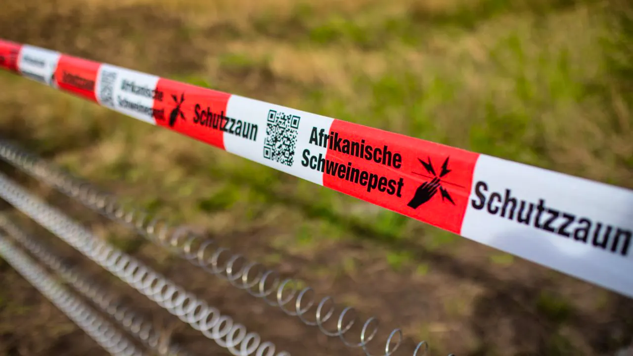 Animal diseases. High risk of spread of contagious swine fever