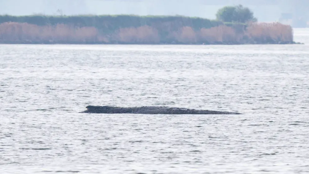 Wal-Kadaver in Ostsee entdeckt. Ist Timmy tot? Gewebeprobe soll Gewissheit bringen