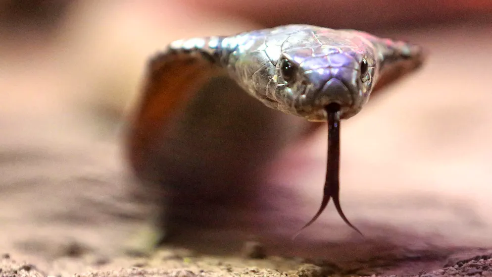 After the sighting of a cobra, a small French town is in a state of great excitement.